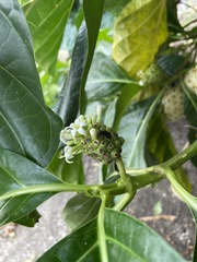 Morinda citrifolia image