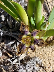 Ferraria