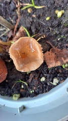 Lactarius tabidus