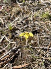 Diuris chryseopsis