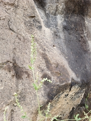 Atriplex micrantha