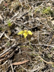 Diuris chryseopsis