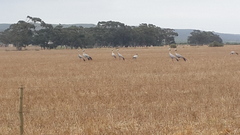 Anthropoides paradiseus