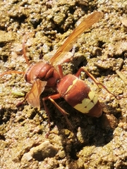 Vespa orientalis