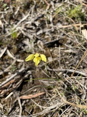 Diuris chryseopsis