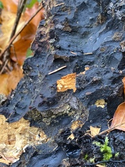 Kretzschmaria deusta