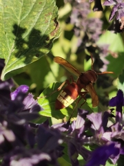 Vespa orientalis