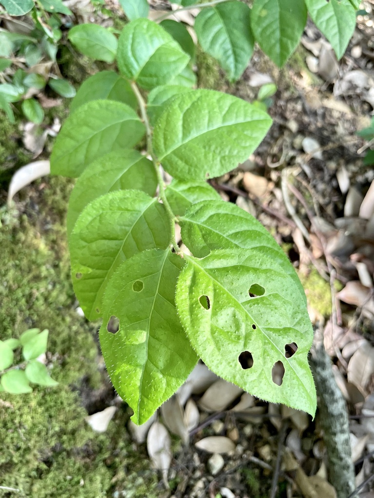 Việt quất Nhật – Vaccinium oldhamii