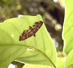 Nacoleia satsumalis