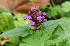 Prunella vulgaris