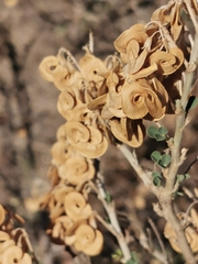 Medicago arborea