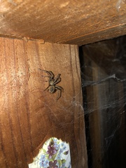 Tegenaria ferruginea