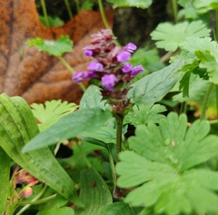 Prunella vulgaris