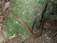 Euprepiophis conspicillata