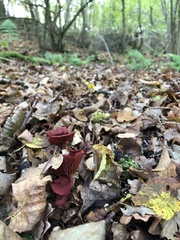 Cortinarius puniceus