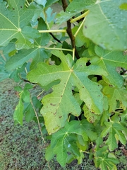 Ficus carica