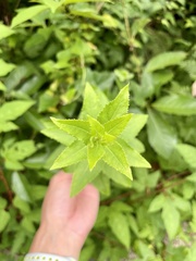 Platycodon grandiflorus