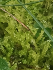 Eurhynchium angustirete