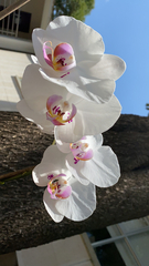 Phalaenopsis