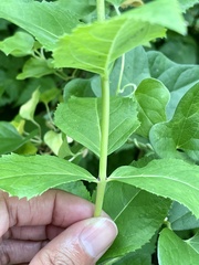 Platycodon grandiflorus