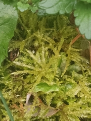 Eurhynchium angustirete