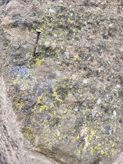 Candelariella efflorescens