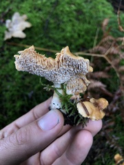 Hydnum rufescens
