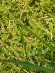 Eurhynchium angustirete