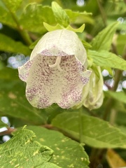 Campanula punctata punctata