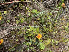 Platylobium triangulare