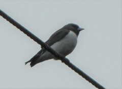 Artamus leucorynchus