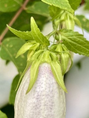 Campanula punctata punctata