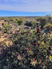 Protea glabra