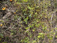 Platylobium triangulare