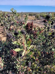 Protea glabra