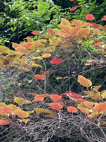 Vitis saccharifera iNat (3)