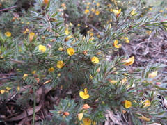 Pultenaea involucrata