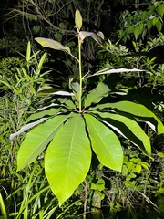 Magnolia obovata