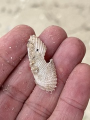 Cyrtopleura costata