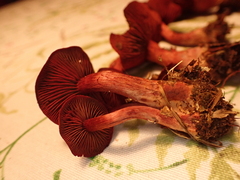 Cortinarius puniceus