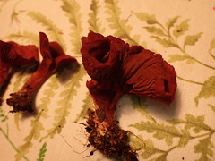 Cortinarius puniceus