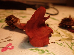 Cortinarius puniceus