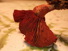 Cortinarius puniceus