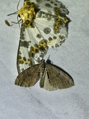 Heterothera postalbida