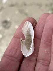 Cyrtopleura costata