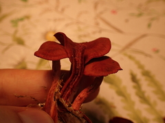 Cortinarius puniceus
