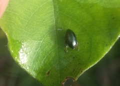 Psylliodes chrysocephala