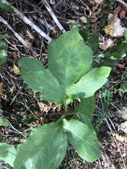 Nabalus trifoliolatus