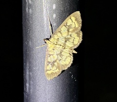 Goniorhynchus exemplaris