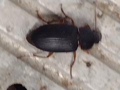 Harpalus pensylvanicus